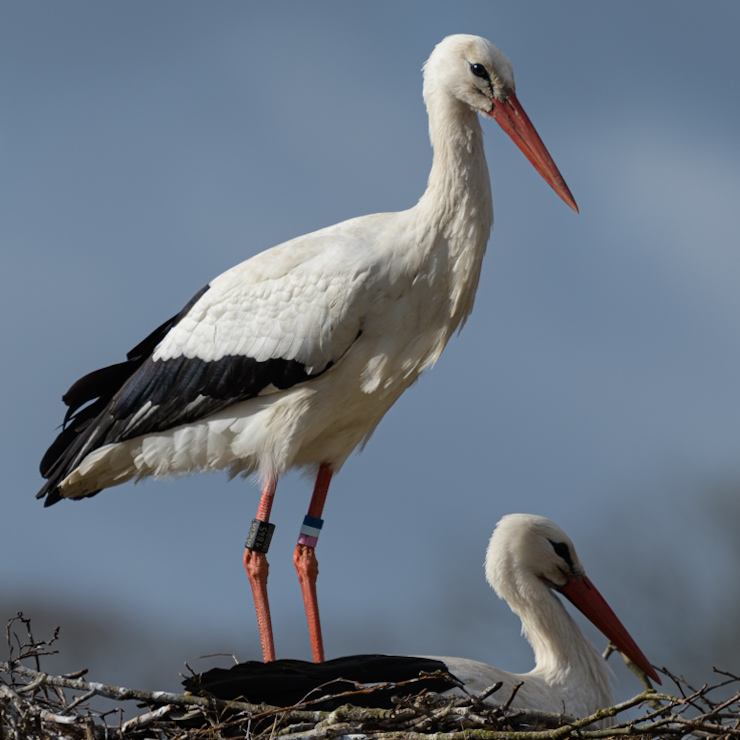 White stork